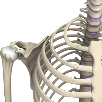 Picture of Shoulder Anatomy
