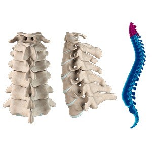 Cervical Spine Anatomy pic