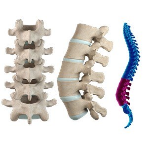 Anatomy of the Spine Pic