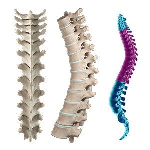 Thoracic Spine Anatomy Pic