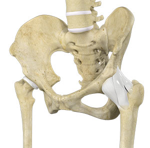 Hip Ligament Injuries pic