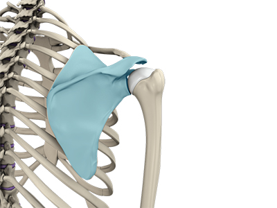 Snapping Scapula