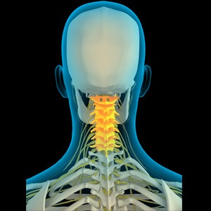 Picture of Cervical Spine Anatomy