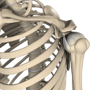 Picture of Shoulder Anatomy
