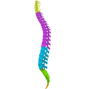 Picture of Spine Anatomy