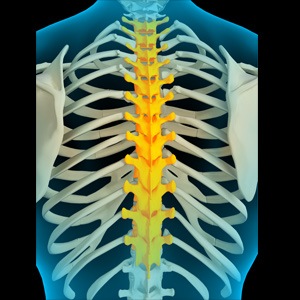 Picture of Thoracic Spine Anatomy