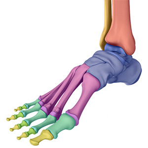 Picture of Foot & Ankle Anatomy