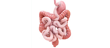 Gastric Bypass Icon