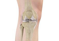 Picture of Knee Anatomy