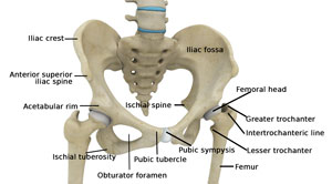 Hip Anatomy pic