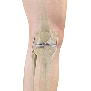 Knee Anatomy pic