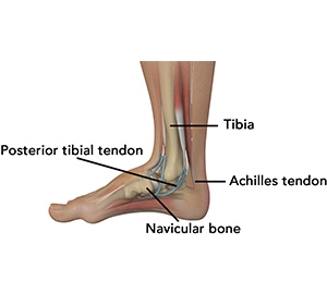 Foot Anatomy - Educational Photo