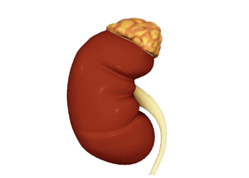 Adrenal Gland Disorders - Educational Photo
