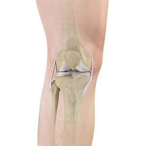 Knee Anatomy