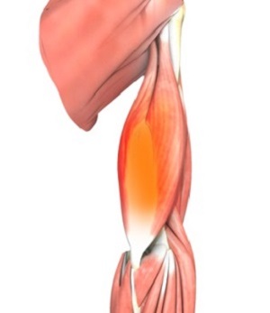 Elbow_topic_heading - Condition