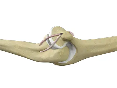Elbow Ligament Reconstruction Images