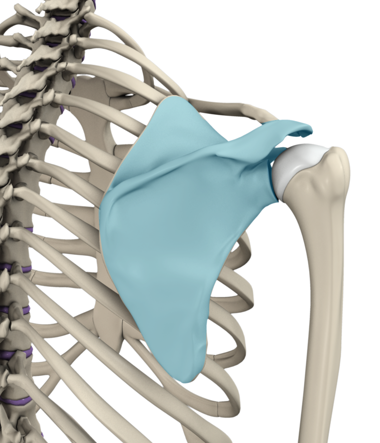 Snapping Scapula Images