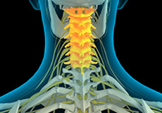 Cervical Spine Anatomy