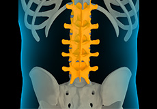 Lumbar Spine Anatomy