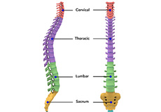 Anatomy of Spine