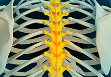 Thoracic Spine Anatomy
