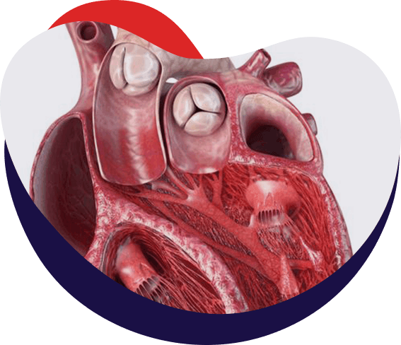 Structural Heart Procedures Left Atrial Appendage Closure