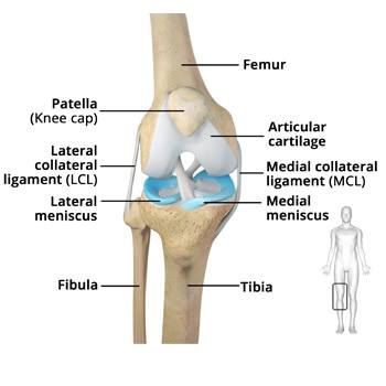 Picture of Knee Anatomy