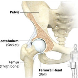 Picture of Hip Anatomy