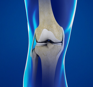 Picture of Knee Anatomy