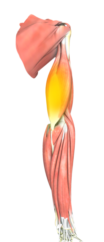 Triceps Tendonitis Images
