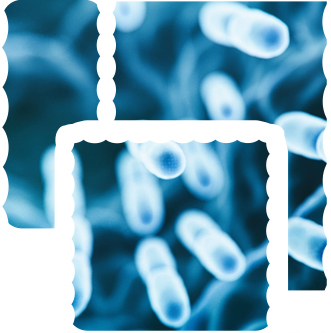 Faecal Microbiota Transplant (FMT) Therapy