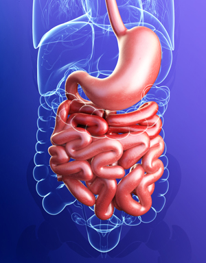 Increased Intestinal Permeability (“Leaky Gut”) and the Gut–Brain Axis