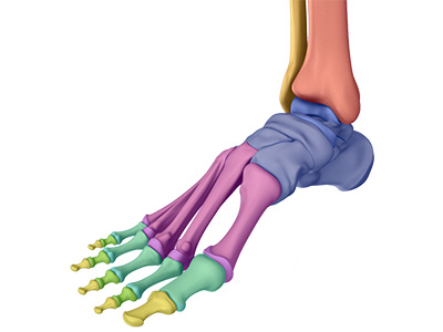 Anatomy of the Foot and Ankle - Educational Picture