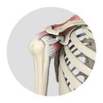 Picture of Shoulder