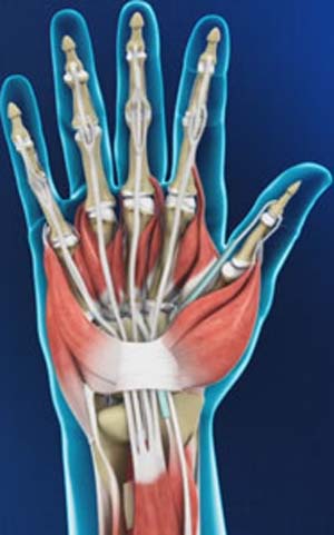 Hand and Wrist Anatomy - pic