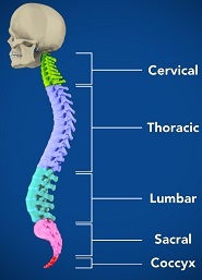 Spine - pic