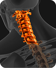 &nbsp;Spine