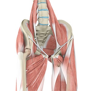 Picture of Hip Muscle Strain