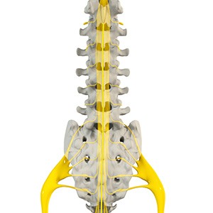 Spinal Cord Injury Picture