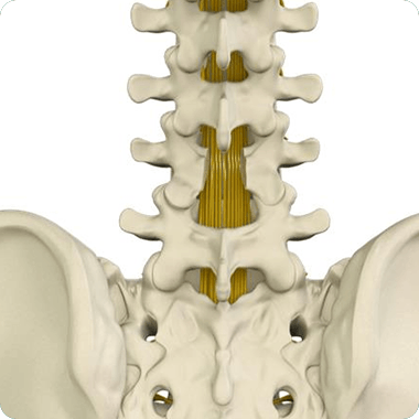 Lumbar Spine (Lower Back) Picture