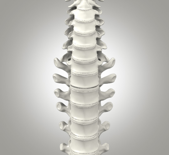 Areas of Expertise Spine Picture