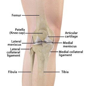 Knee Anatomy