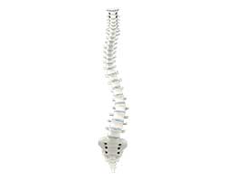adult degenerative scoliosis