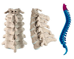 Picture of Cervical Anatomy