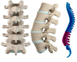 Picture of Lumbar  Anatomy