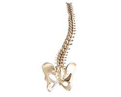 spine deformities