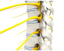 Picture of Spine