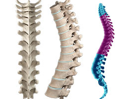 Picture of Thoracic Anatomy
