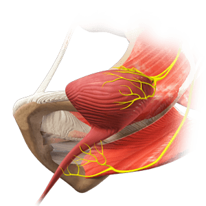 Overactive Bladder