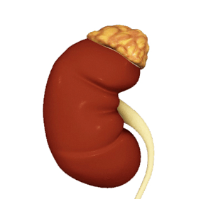 Renal Disease Treatment